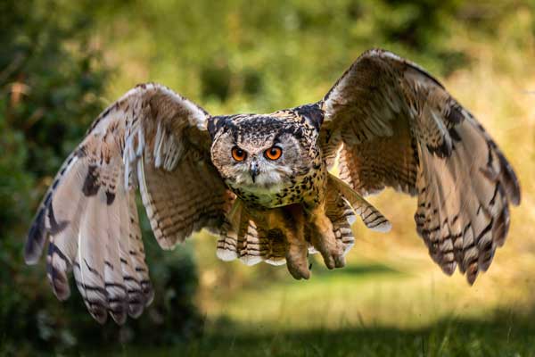 How Big Is An Owl