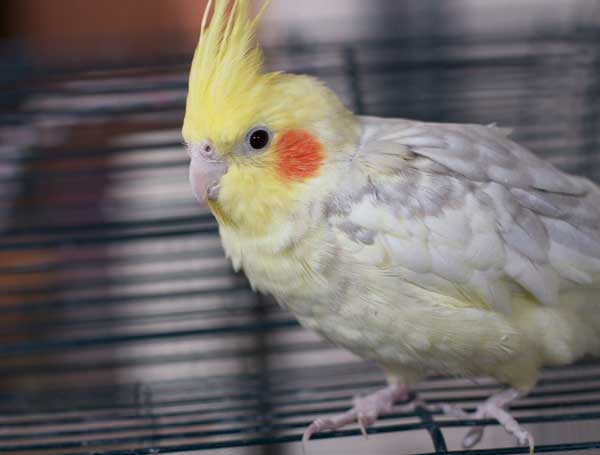 How Big is a Full-Grown Cockatiel