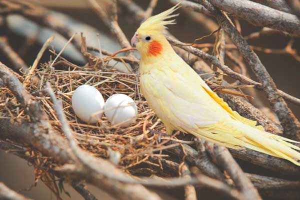 How Can You Tell If A Cockatiel Egg Is Good