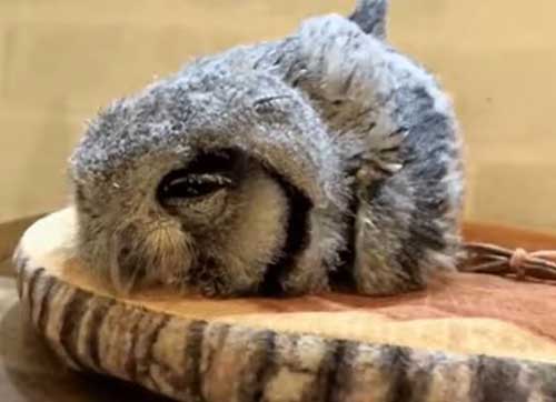 How Do Baby Owls Sleep