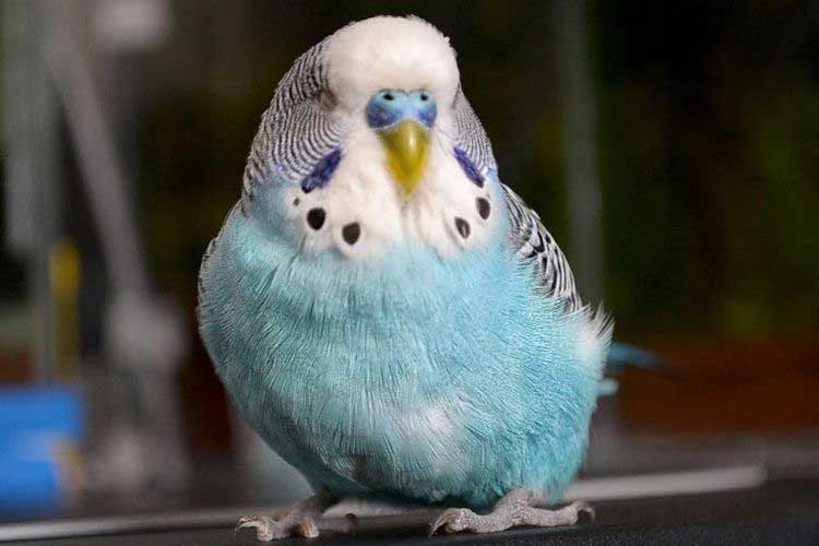 How Do I Know If My Budgie Is Dying