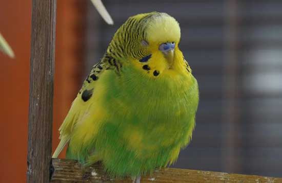 How Do I Know If My Budgie Is Unwell