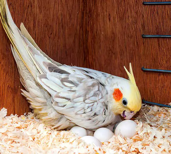 How Do I Take Care Of A Cockatiel Egg