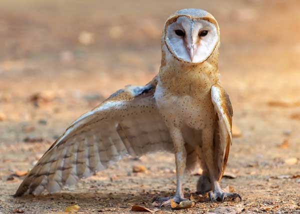 How Do Owl Species With Extended Legs Differ In Their Hunting Habits