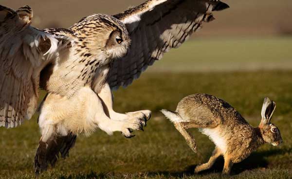 How Do Owls Attack