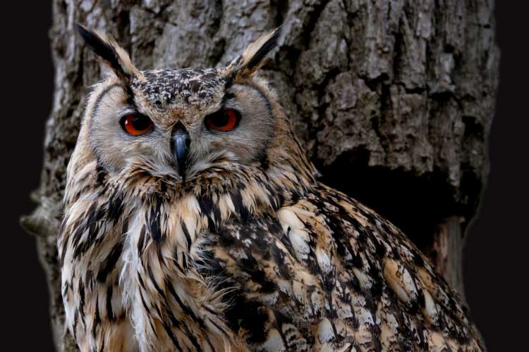How Do Owls Hunt and Kill Their Prey