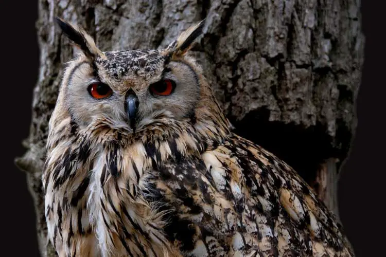 How Do Owls Hunt and Kill Their Prey