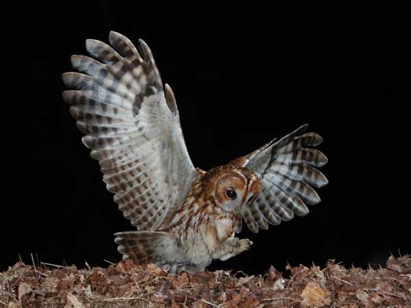 How Do Owls Hunt at Night