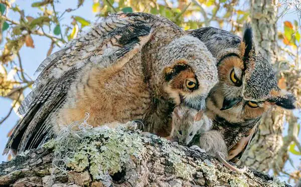 How Do Owls Kill Their Prey