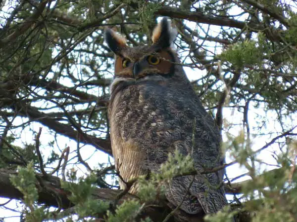 How Do Owls Stay Warm In The Winter