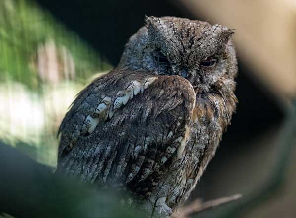 How Do The Sleeping Habits Of Owlets Differ From Adult Owls