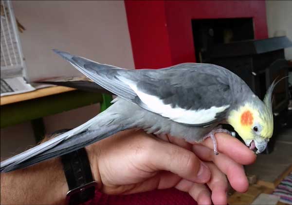 How Do You Hold A Cockatiel in Your Hand So It Can’t Bite