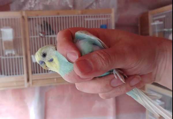How Do You Hold a Budgie for The First Time