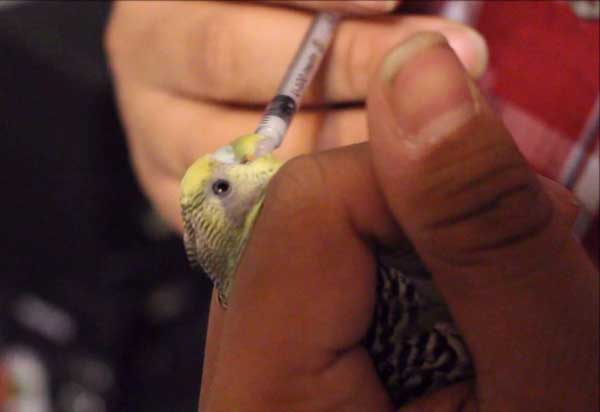 How Do You Hold a Budgie to Give It Medicine