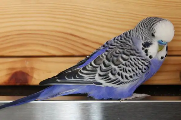 How long can budgies go without food and water