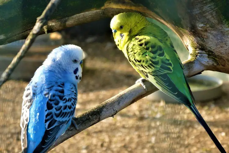 How Long Can Budgies Go Without Food And Water