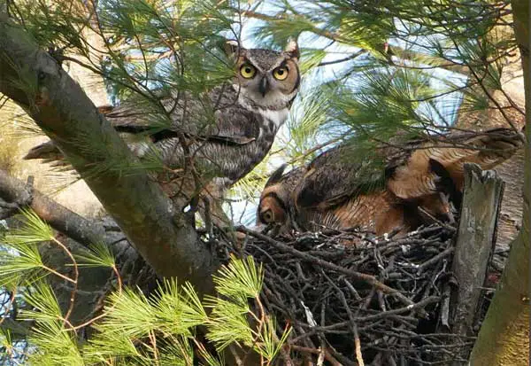 How Long Do Great Horned Owls Live