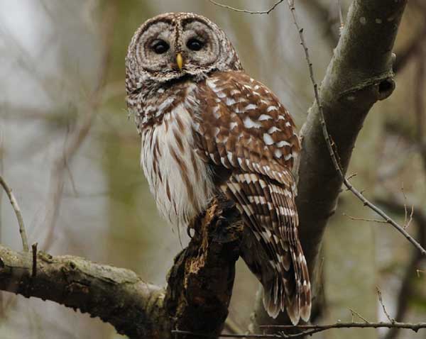 How Long Do Owls Live in the Wild