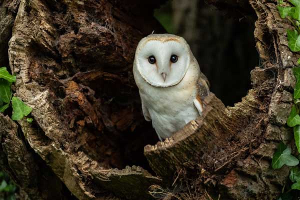 How Long Do Owls Live