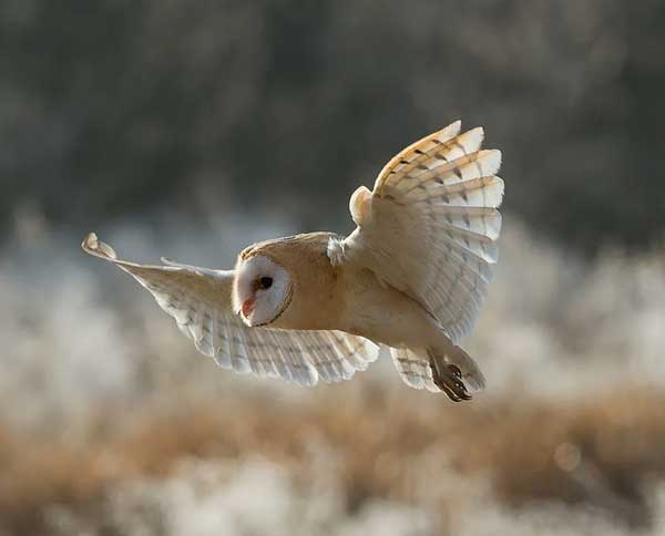 How Long Do Owls Stay In One Place