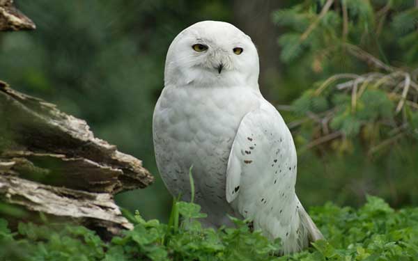 How Long Do Snowy Owls Live