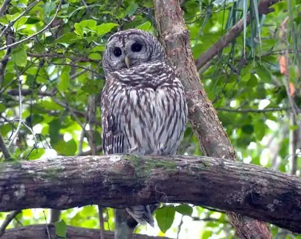 How Long Owls Stay In One Place