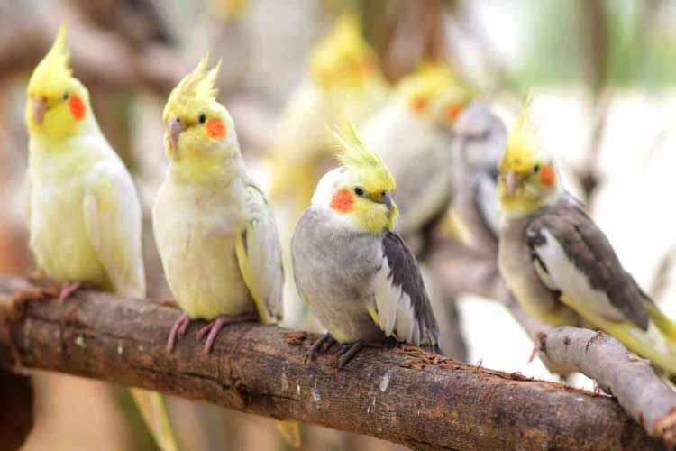 How Much Does A Cockatiel Cost