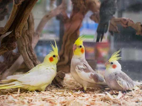 How Much Does a Cockatiel Cost