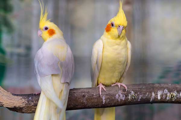 How Much do Cockatiels Cost in USA