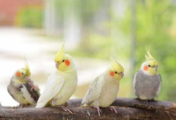 How Much is a Cockatiel at Petsmart