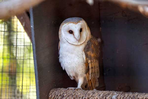 How Old Do Owls Live as Pets