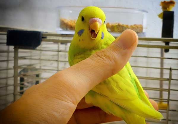 How To Avoid Being Bitten by A Budgie When You Hold it