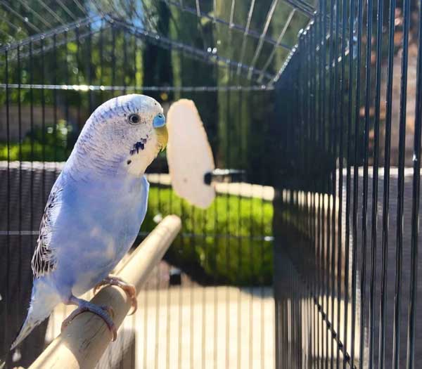How To Catch a Budgie in a Cage