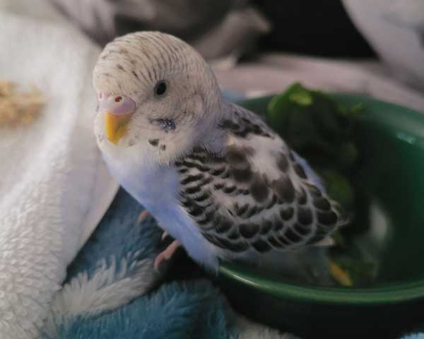 How To Grab a Budgie with a Towel