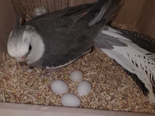 How To Hatch Cockatiel Eggs At Home