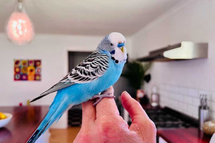 How To Hold a Budgie For The First Time