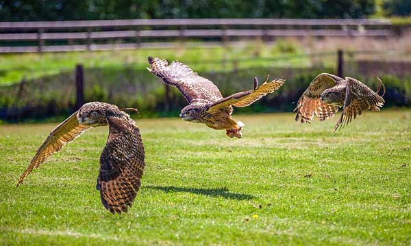 How To Prevent Owl Attacks