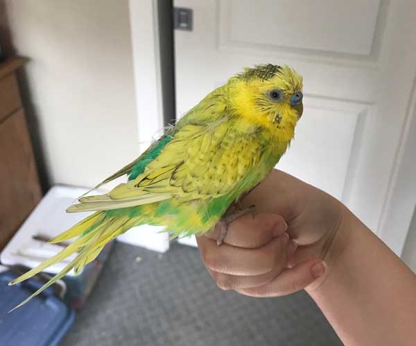 How To Treat A Sick Budgie At Home