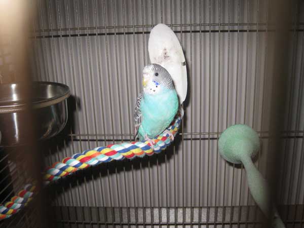 How do you save a dying budgie