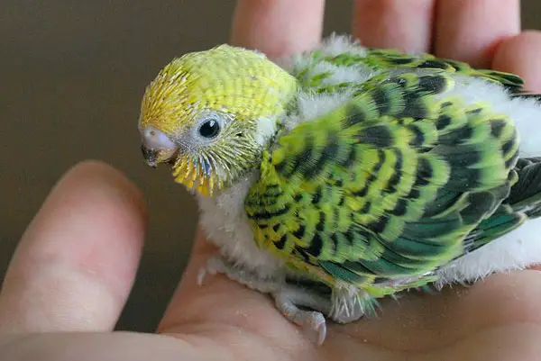 How long can a baby budgie live without food