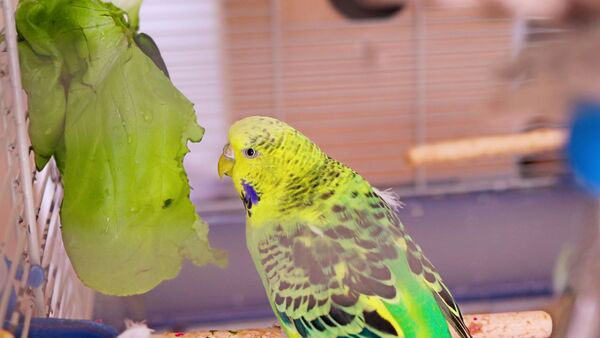 How much food does a budgie need