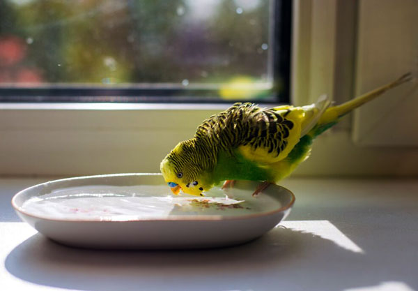 How much water should you feed your budgie