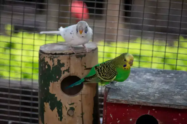 How often should you feed your budgie