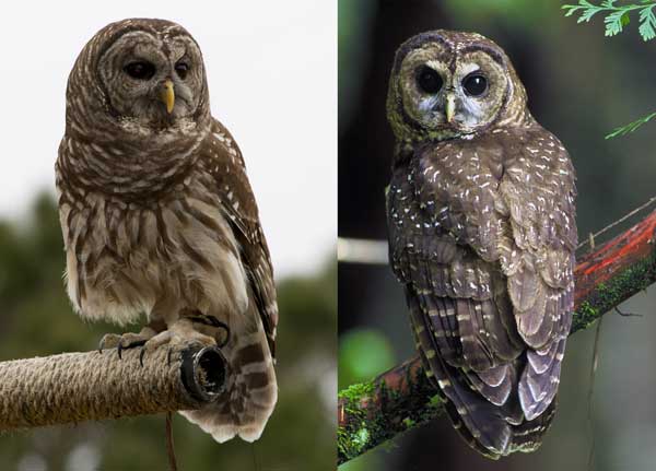 How to Identify Spotted Owl Vs Barred Owl