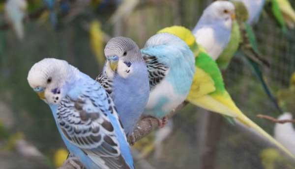 How to Take Care Budgerigar Bird