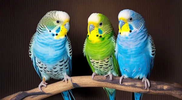 Budgie Care Guide: How to Take Care of Your Budgie? (+13 Tips)