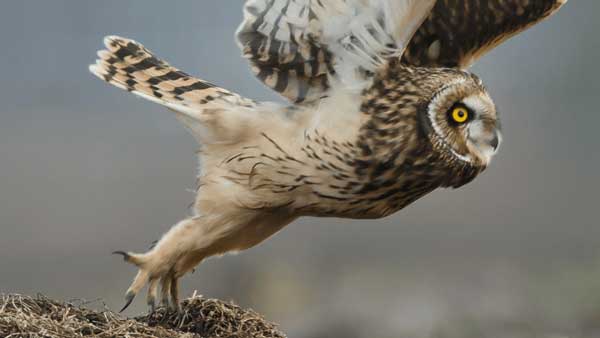 Importance Of Extended Owl Legs In Survival And Adaptation