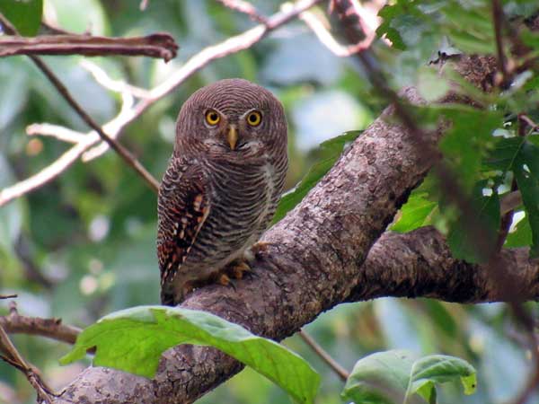 Jungle Owlet