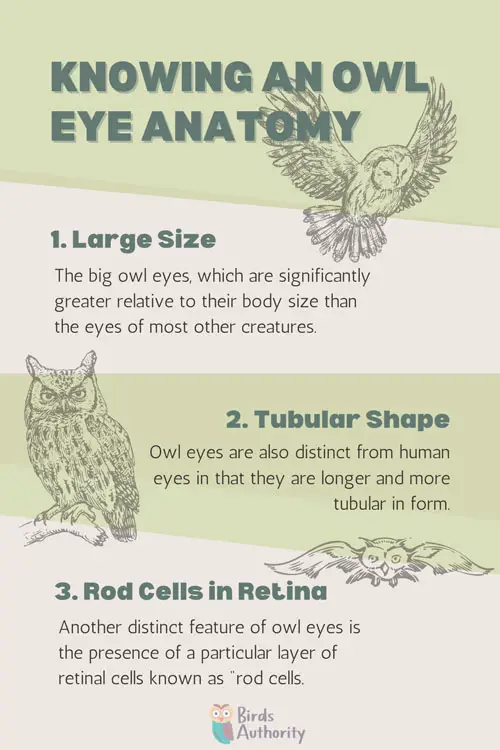 Knowing an Owl Eye Anatomy