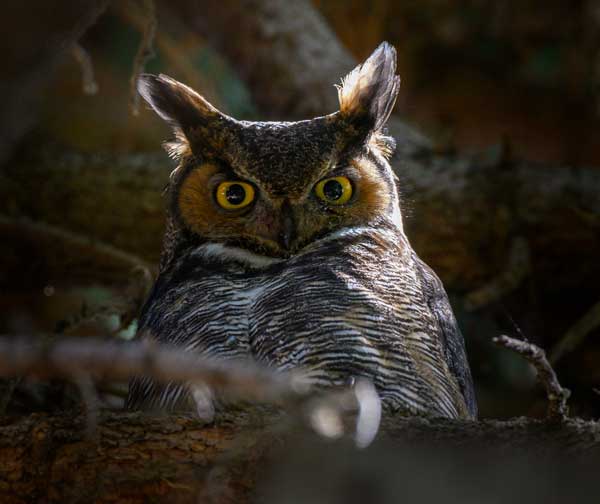 Knowing an Owl Eye Anatomy